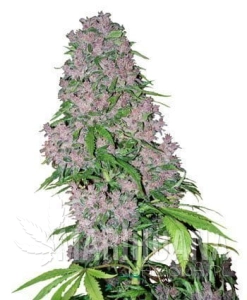 Purple Bud - WHITE LABEL