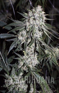 Moonshine Ghost Train Haze - RARE DANKNESS