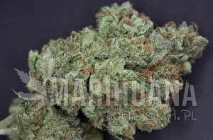 Ghost Train Haze #1 - RARE DANKNESS