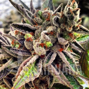 Scotts OG - RARE DANKNESS