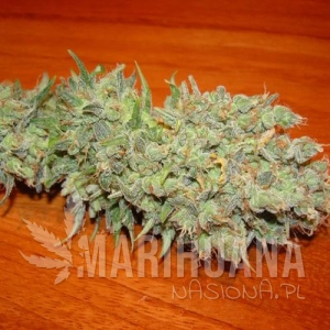 White Line Pack #02 - VULKANIA SEEDS