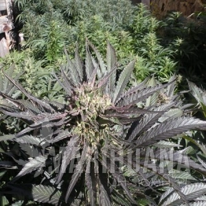 Frencheese - FRENCH TOUCH SEEDS