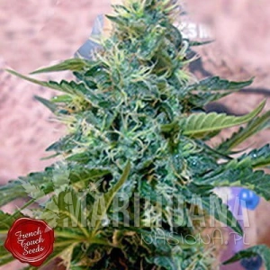 Sativa des Rois - FRENCH TOUCH SEEDS