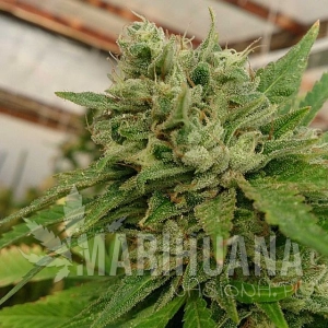 Headband 100% - LOUD SEEDS