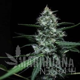 Negra 44 - R-KIEM SEEDS