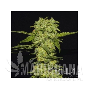 Portela - R-KIEM SEEDS