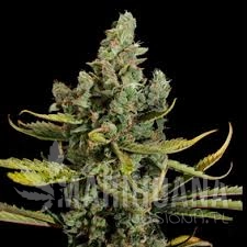 Cheese - VIP SEEDS