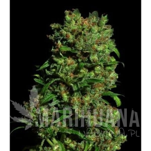 Critical Vip - VIP SEEDS
