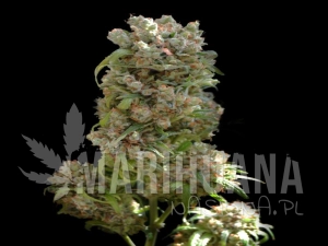 White Spanish - VIP SEEDS