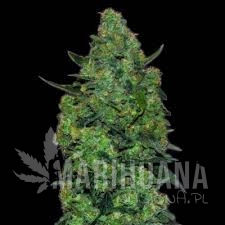 Membrana Hyperauto - VIP SEEDS