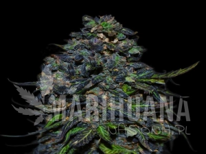 Taison Auto - VIP SEEDS