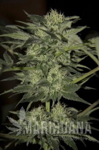 Auto Blue - SEEDSMAN
