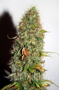 Auto Kush - SEEDSMAN
