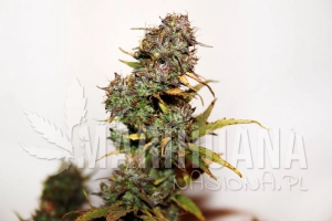 Auto Mini Gun - SEEDSMAN