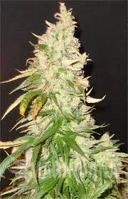 Northern Soul - SEEDSMAN