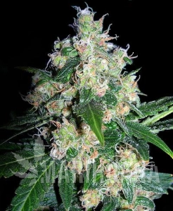 Velvet Bud - SEEDSMAN