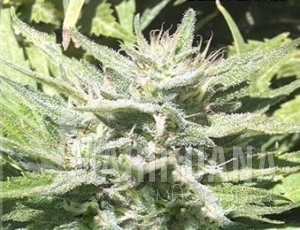 CBD Afghan - KAYA SPAIN QUALITY