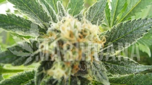 Puro Hachis - KAYA SPAIN QUALITY