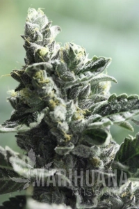 Strawberry Sour Diesel - DEVIL'S HARVEST