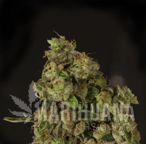 OG Reek'N - DEVIL'S HARVEST
