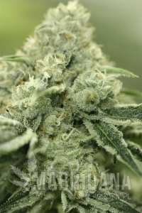 Rollex OG Kush - DEVIL'S HARVEST