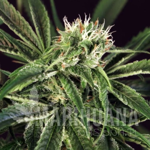 Amnesia #7 - EXOTIC SEED