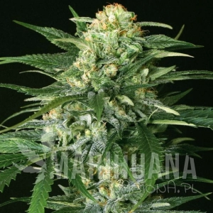 Gipsy Widow - EXOTIC SEED