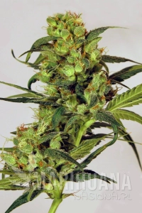 Spicy Bitch - EXOTIC SEED