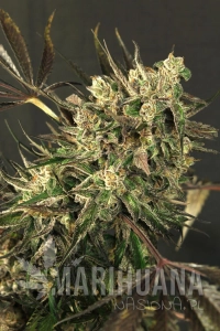 Exotic Colours - EXOTIC SEED