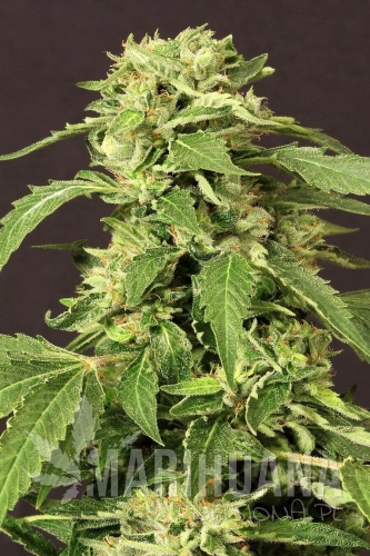 42085a8f1e0e007a6ce9bac3da38ecf58836429e