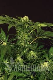Green Gummy - EXOTIC SEED