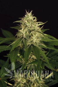 Mango Cream - EXOTIC SEED