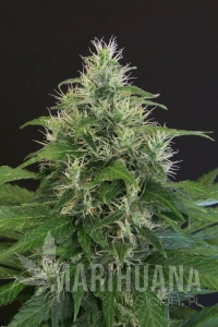 Lemon Candy - EXOTIC SEED
