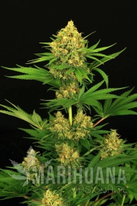 Tangerine Kush - EXOTIC SEED
