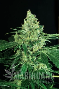 Sir Jack - EXOTIC SEED