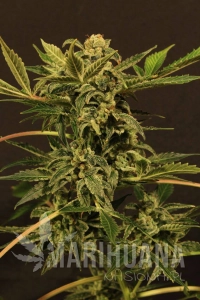 Russian Automatic - EXOTIC SEED