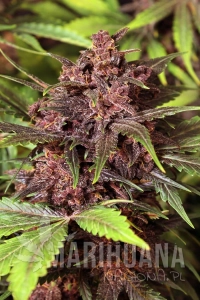 Black Haze Auto - EXOTIC SEED