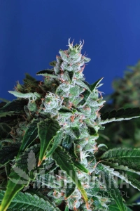 Sir Jack Auto - EXOTIC SEED