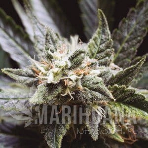 Little Haze - BASKALY