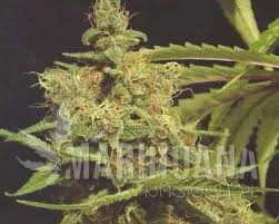 Cheesecake - GREEN DEVIL GENETICS