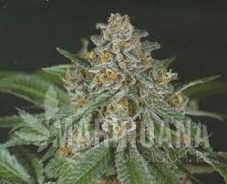 Doja Bubba Berry - GREEN DEVIL GENETICS