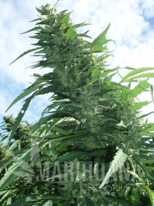 Margoot - GREEN DEVIL GENETICS