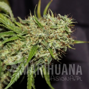 Orange Haze - GREEN DEVIL GENETICS