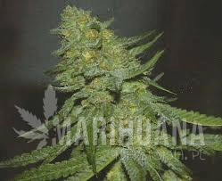 GD Town - GREEN DEVIL GENETICS