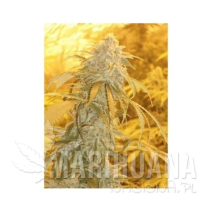 Orange Kush - GREEN DEVIL GENETICS