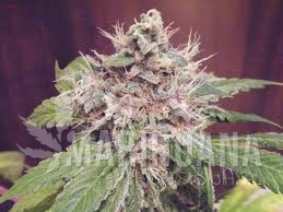 Sweet Clements - GREEN DEVIL GENETICS
