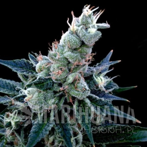 Double Alien 18 - GROW YOUR OWN