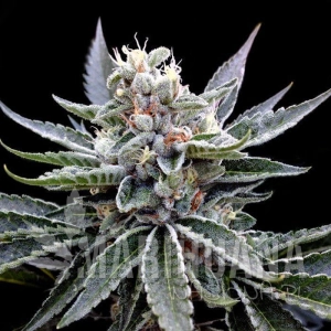 Florida Gold - GROW YOUR OWN