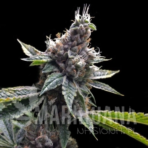 Florida OG - GROW YOUR OWN