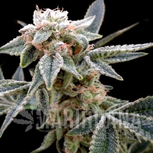 White Alien - GROW YOUR OWN